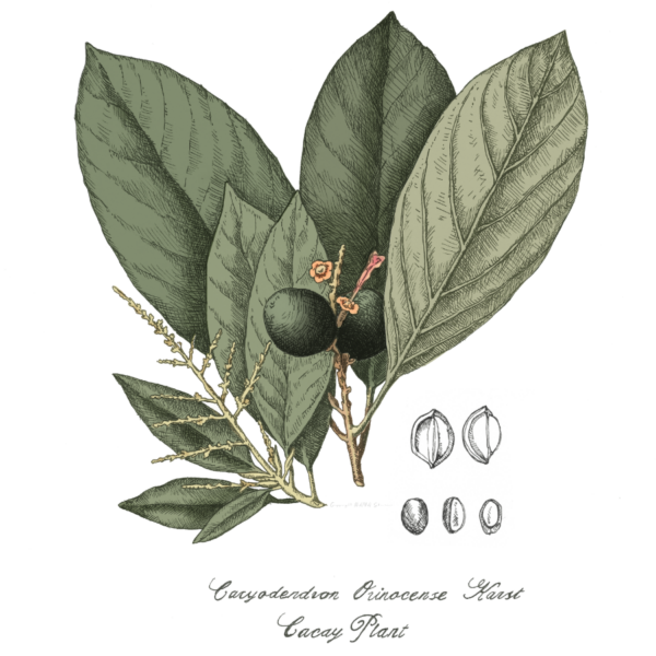 Cacay Botanical Illustration Copyright NAYA Skincare Ltd. 